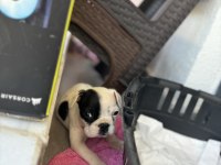 50 günlük yavru ped tuvalet eğitimli french bulldog