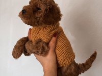 Çok sevimli çok akıllı poodle bebeğim