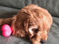 YAVRU MALTİPOO