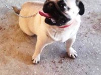 SEVİMLİ PUG KÖPEKLER