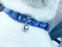 Scottish fold erkek