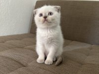 Blue point british shorthair kızımız