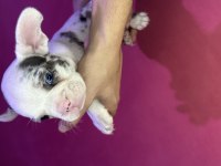 French Bulldog Merle