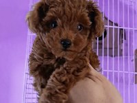 Anne Altından Safkan Toy Poodle