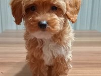 Tüy Dökmeyen Maltipoo Yavru