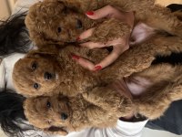Birbirinden Güzel Toy Poodle Bebeklerimiz