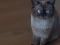 2 aylık scottish fold yavrularımız sahiplerini bekliyor