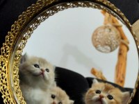 Rezerveye açık dişi british longhair yavrular