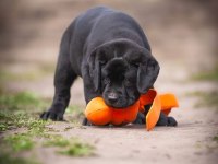 Fci Şecereli Labrador Retriever