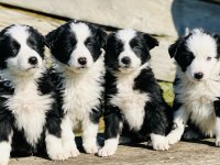 Dişi erkek border collie kapıda ödemeli güvenli sistem