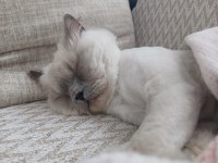 KEDİMİZE ACİL YUVA ARANIYOR