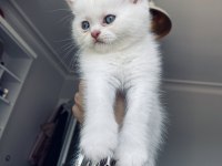masmavi saf british shorthair