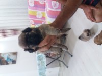 Pekinez yavruları