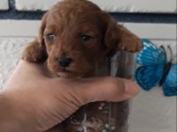 Evde Doğup Büyüyen Kore Poodle