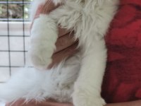Highland (Longhair) safkan kediler Catteryden