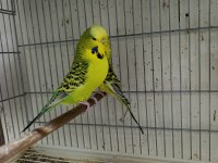 Jumbo Muhabbet Kuşları