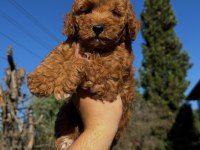 WC EĞİTİMLİ TOY POODLE YAVRUMUZ YENİ YUVASINA HAZIR