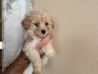 Toy poodle yavrularımız 2 aylık
