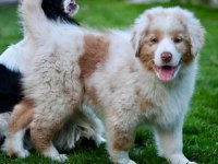 Çok güzel ve kaliteli border collie yavruları