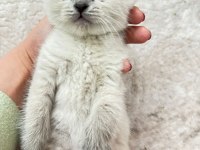 7 haftalık scottish fold yavrular yeni evine gitmeye hazır