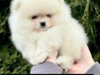 Pomeranian Yavru Boo