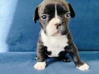 Maskeli french bulldog yavruları