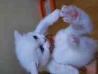 İran yavru kedi