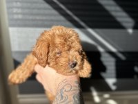Toy poodle kore ayarında Maltipoo