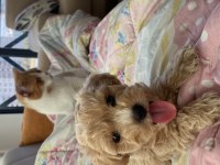 2 aylık maltipoo