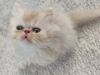 Son Kalan Dişi Yavru Kedim