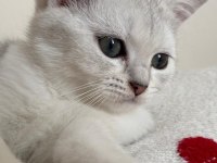 SLİVER YAVRU KEDİM