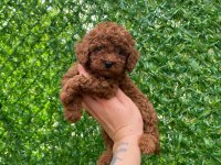 KORE TOY POODLE YAVRULAR IRK VE KİLO GARANTİLİ