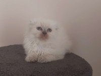 SCOTTISH FOLD ERKEK açıklamayı lütfen okuyunuz