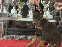 Üst kalite doberman yavruları inceteam