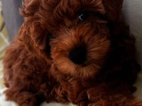 RED BROWN TOY POODLE DİŞİ