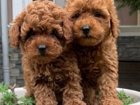 Toy poodle yakışıklı güzel bebeklerimiz