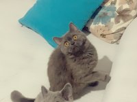 Evden Safkan Eşsiz Yavrularım