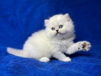 İpek Tüylü NS1133 British Longhair
