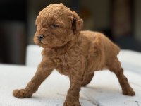 Kore Kan Toypoodle