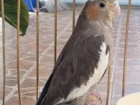 Yeni YEME DÜŞMÜŞ ısırma bilmez bebek sultan papağanı