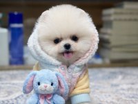 A Kalite Pomeranian Boo Show Face