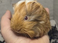 Safkan Lilac Sheltie Bebek Ginepig
