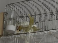 Yumurtalı lutino sultan papağanı çifti