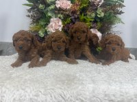Erkek Red Brown Kore Poodle Yavrularım
