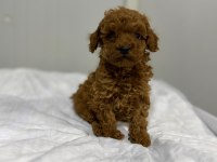 Erkek Kore Toy Poodle Gerçek Kalite İsteyene