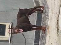 Üretim izinli doberman