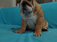 SAFKAN İNGİLİZ BULLDOG BEBEKLER