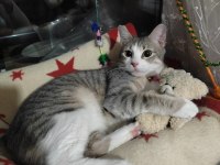 Gri tekir kedi