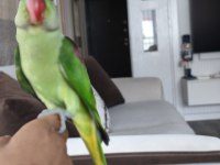 3 buçuk aylık el beslemesi iskender papağanı
