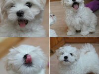EV ORTAMINDAN SAFKAN MALTİPOO YAVRU